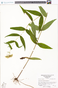 Eupatorium sessilifolium image