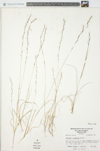 Aristida longespica image