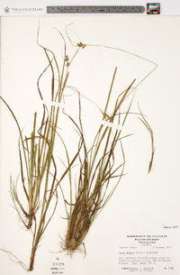 Carex swanii image