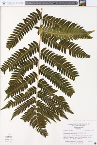 Dryopteris goldieana image