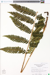 Dryopteris goldieana image