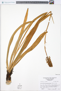 Amianthium muscitoxicum image