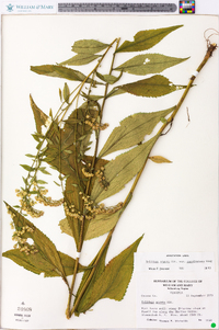 Solidago arguta var. caroliniana image