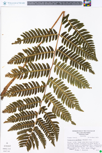 Dryopteris goldieana image