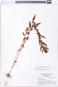 Acalypha virginica image