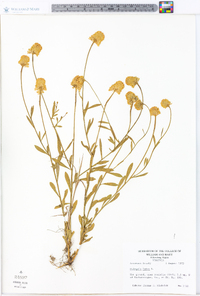 Polygala lutea image