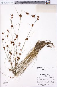 Rhynchospora chalarocephala image