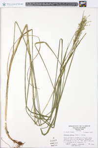 Glyceria obtusa image