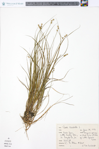 Carex muricata image