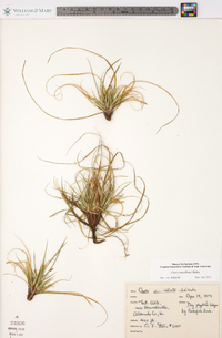 Carex tonsa image