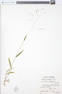 Kellochloa verrucosa image