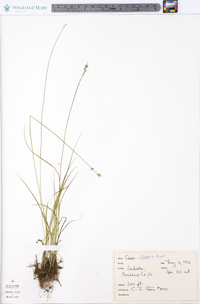 Carex retroflexa image