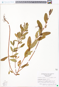 Hypericum walteri image