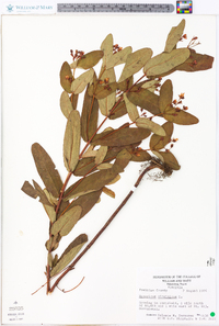 Hypericum virginicum image