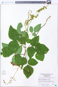 Desmodium canescens image