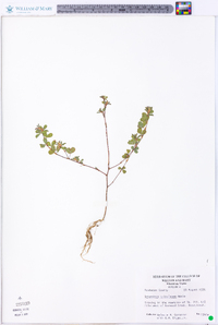 Lespedeza stipulacea image