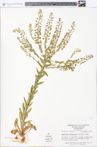 Lepidium campestre image