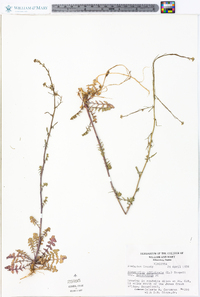 Sisymbrium officinale image