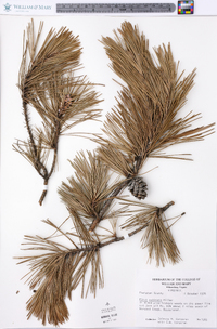 Pinus echinata image