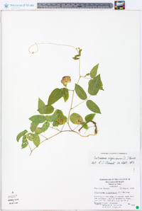 Centrosema virginianum image