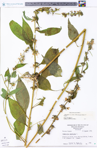 Campanulastrum americanum image