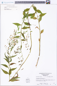 Campanula divaricata image