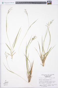 Panicum depauperatum image