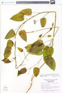 Smilax pulverulenta image