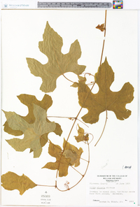 Vitis riparia image