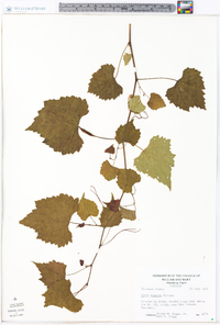 Vitis riparia image