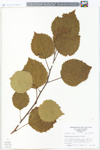 Populus grandidentata image