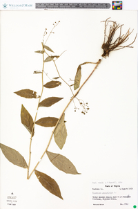 Hieracium paniculatum image