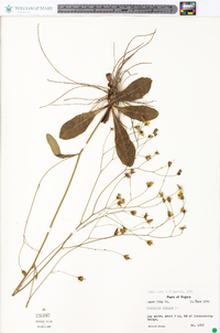 Hieracium venosum image