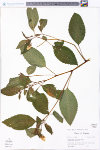 Impatiens pallida image