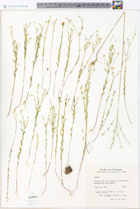 Linum medium var. texanum image