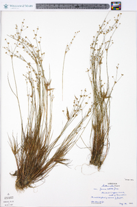 Juncus debilis image