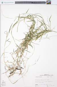 Muhlenbergia schreberi image