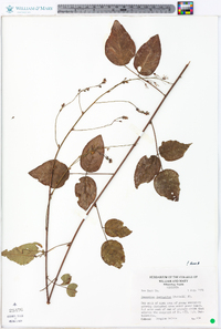 Desmodium laevigatum image