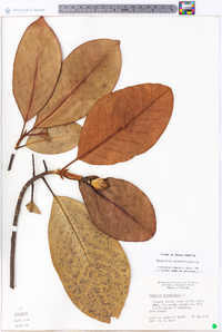 Magnolia grandiflora image