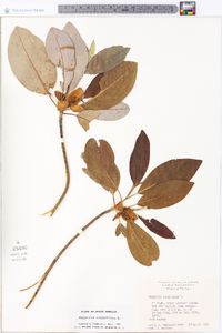 Magnolia virginiana image