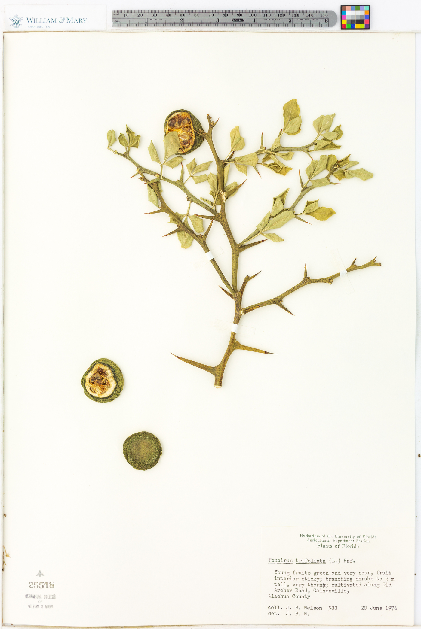 Poncirus trifoliata image