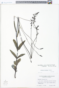 Buchnera floridana image