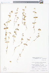 Hedyotis fasciculata image