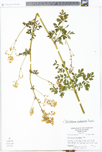 Thalictrum pubescens image