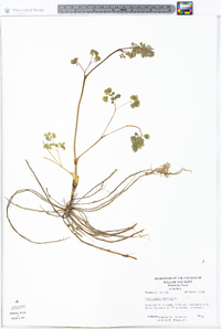 Thalictrum dioicum image