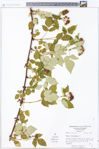 Rubus occidentalis image