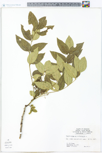 Zanthoxylum clava-herculis image