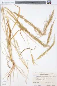 Eragrostis japonica image