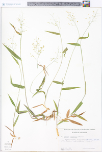 Panicum commutatum image