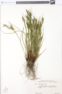 Carex debilis var. debilis image